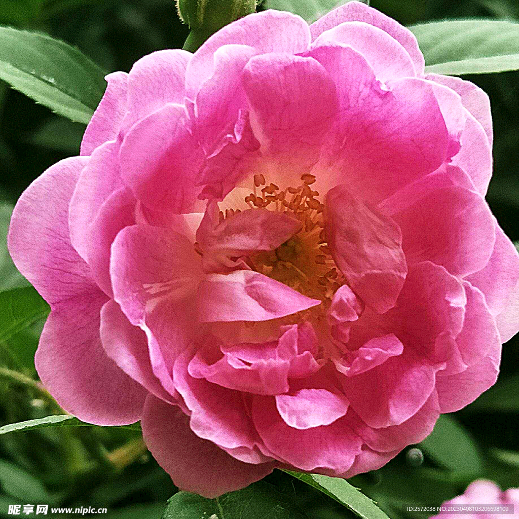 蔷薇花开