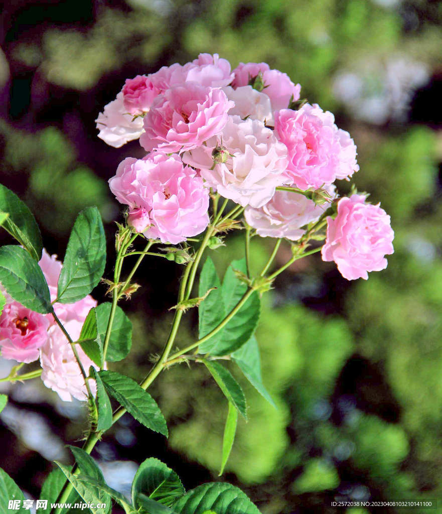 蔷薇花开