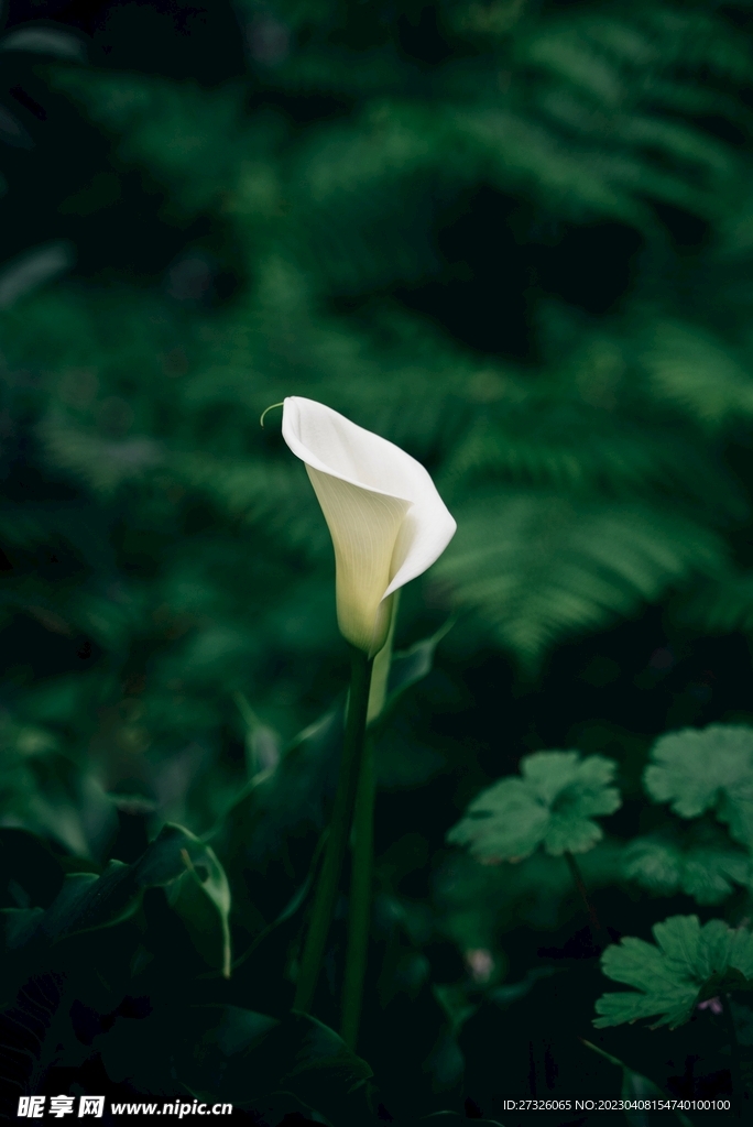 花草 