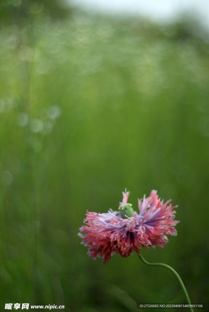 花花草
