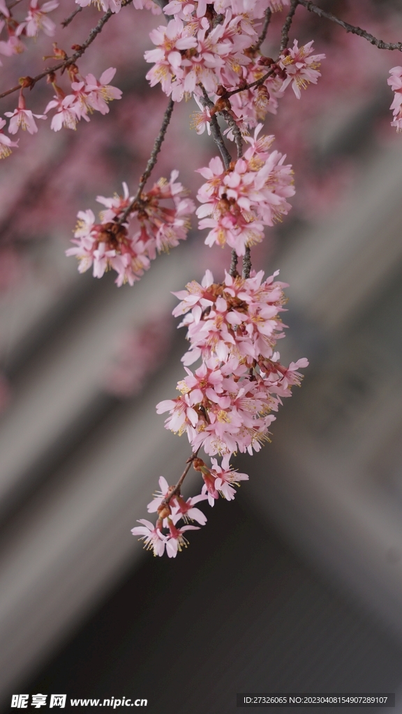 樱花
