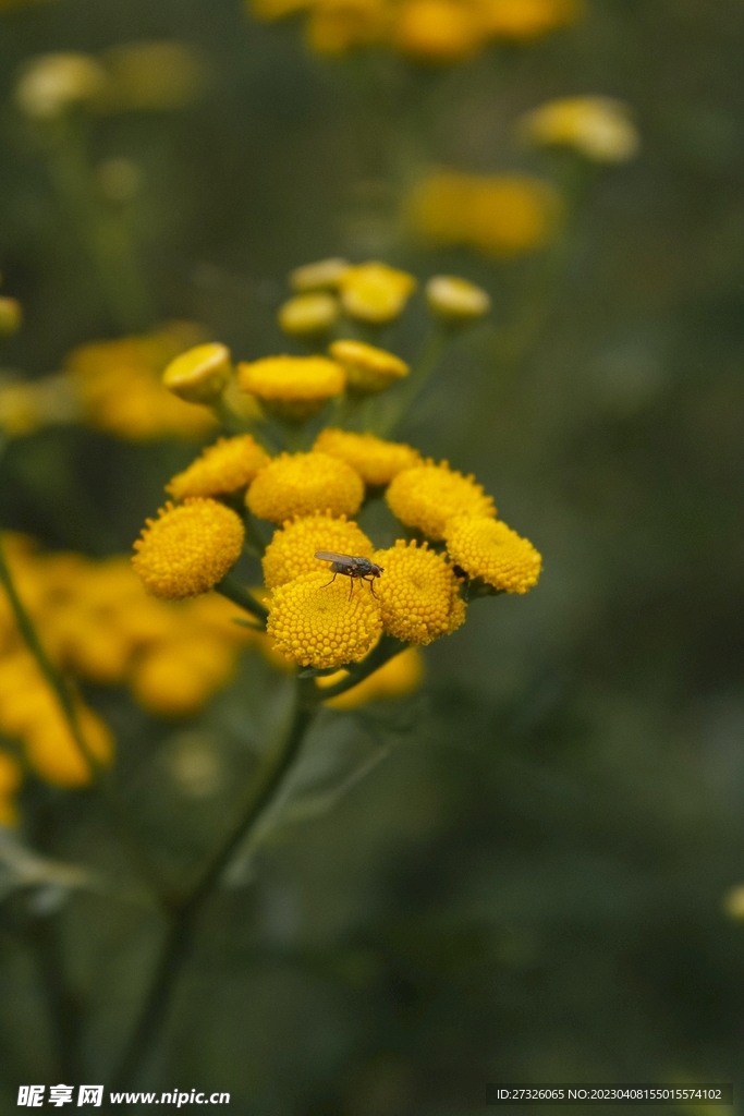 花草 