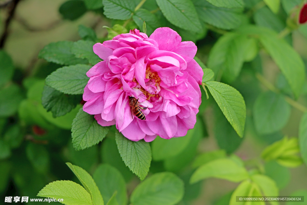 月季花