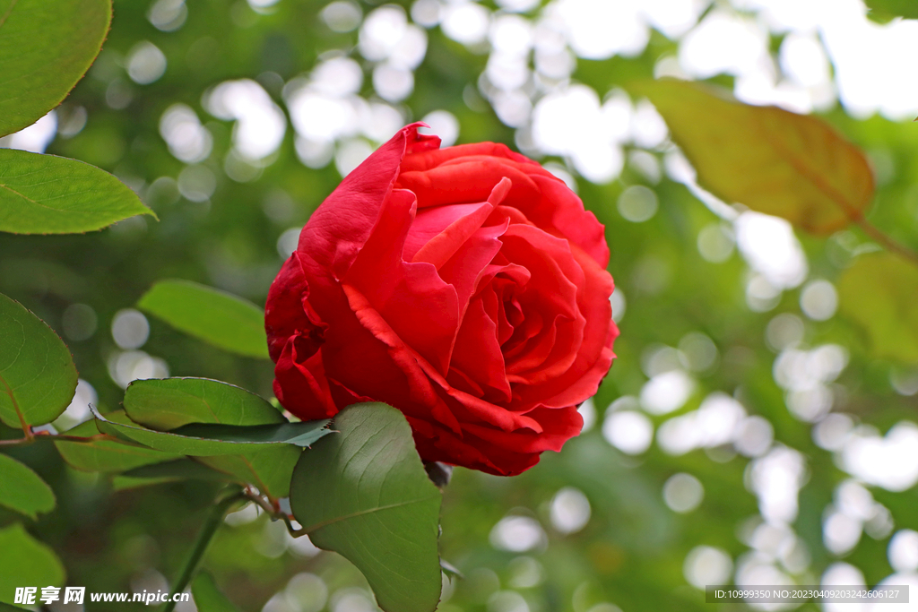 玫瑰花