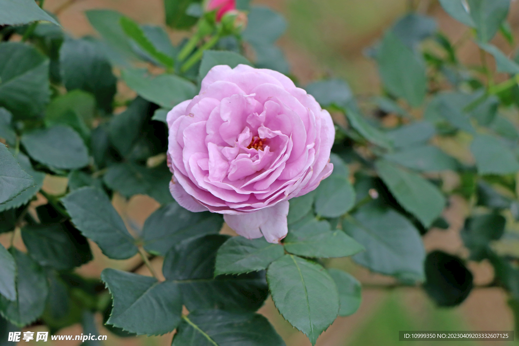 玫瑰花