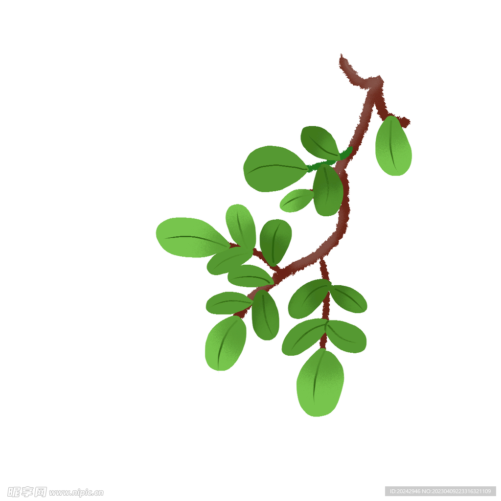 树叶植物 