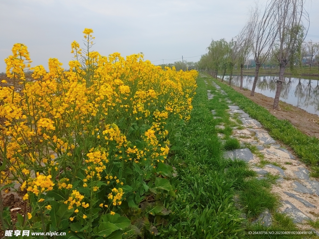 河边油菜花