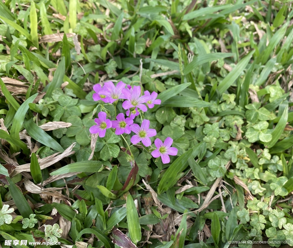 草丛小花