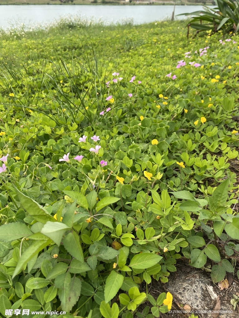 花丛植物