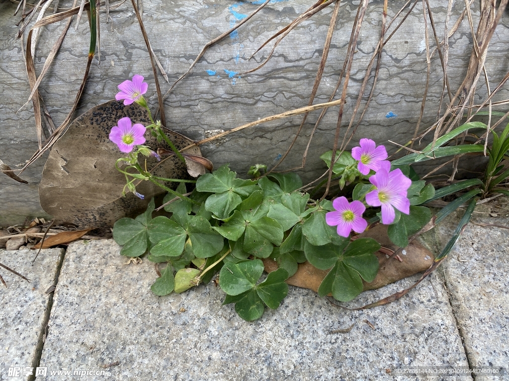 野生小花 