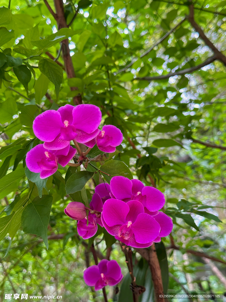 蝴蝶兰
