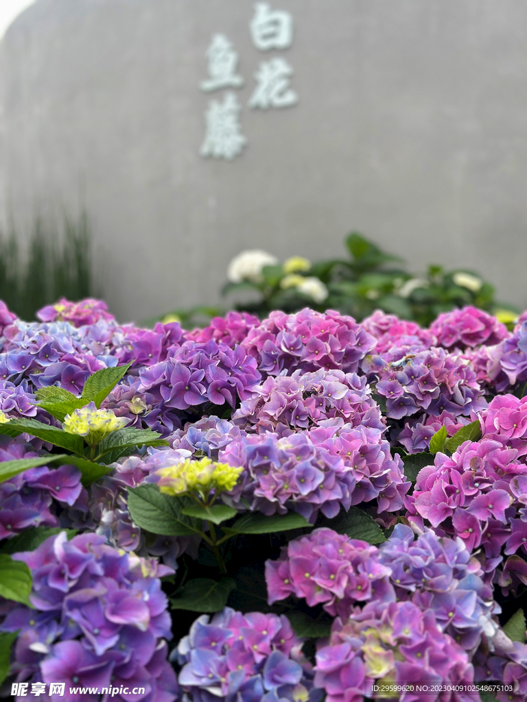 绣球花