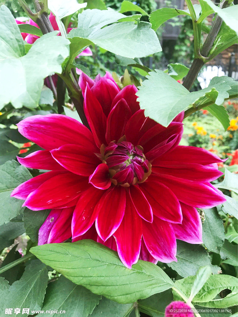 吉祥大丽花