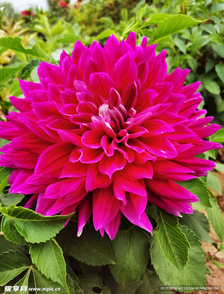 吉祥大丽花