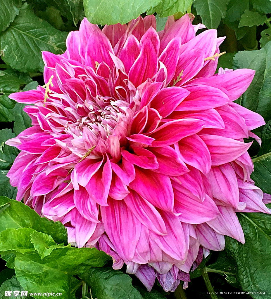 吉祥大丽花