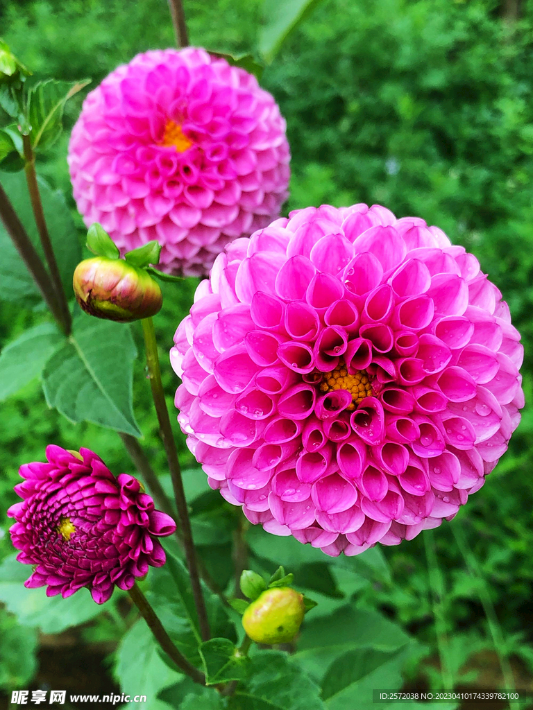 吉祥大丽花