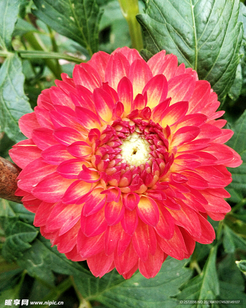 吉祥大丽花