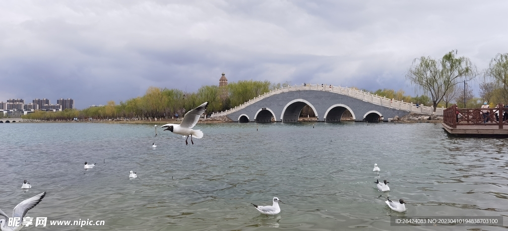 湖 鸟   桥