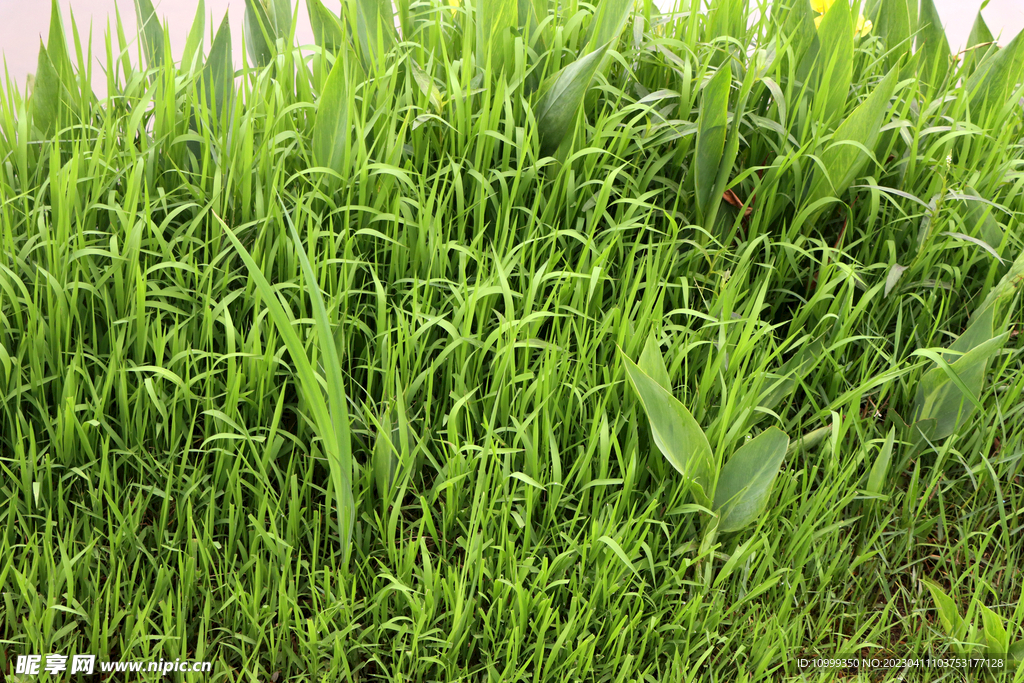 湖边水草