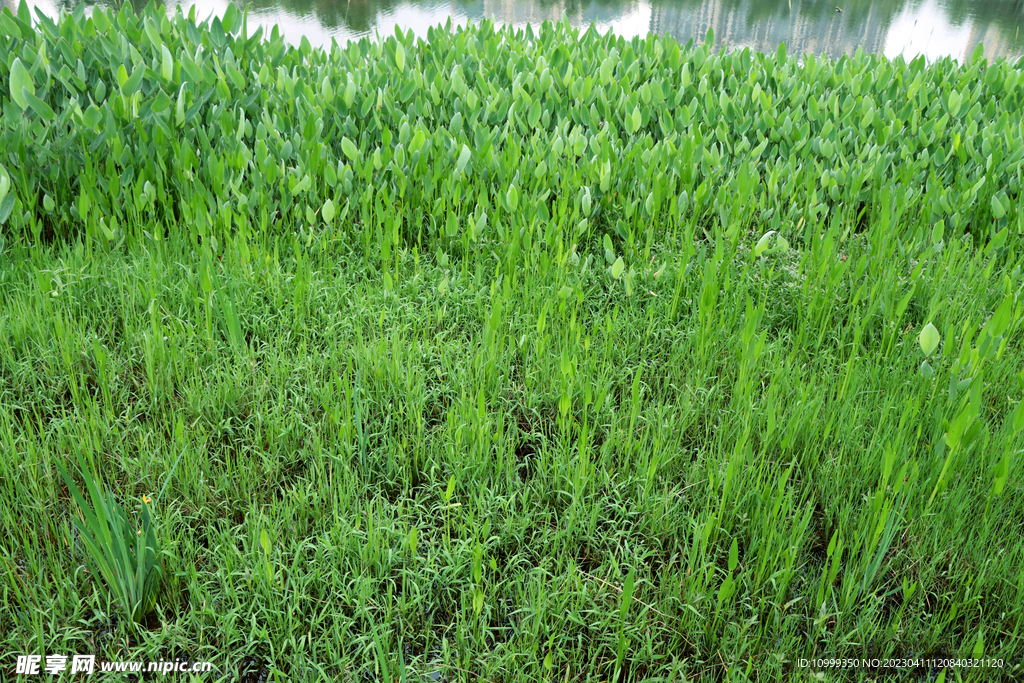 湖边水草
