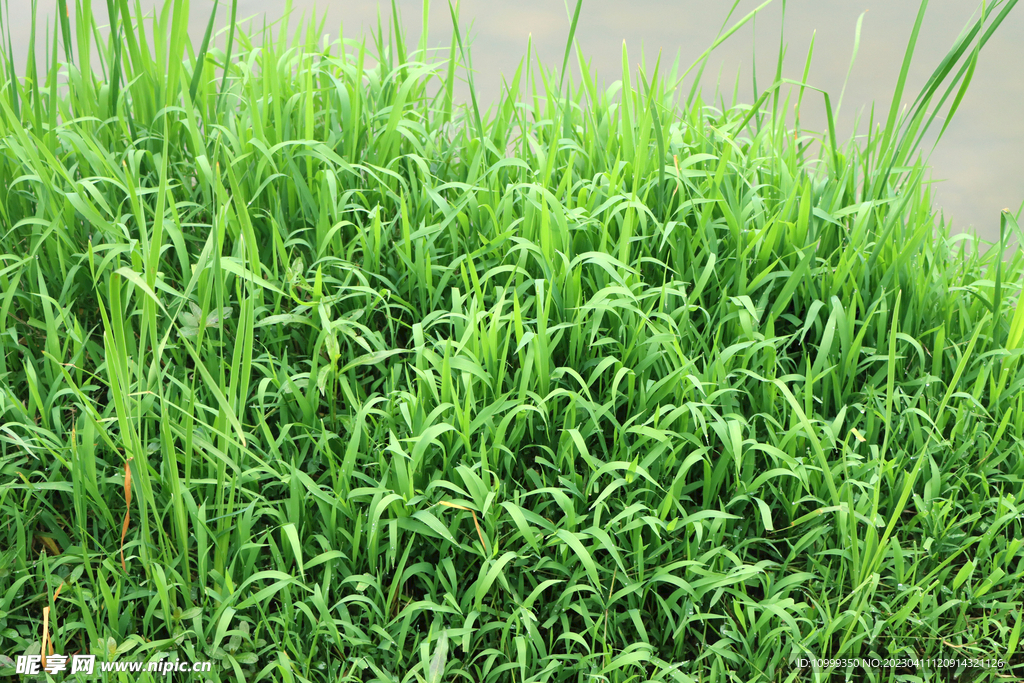 湖边水草