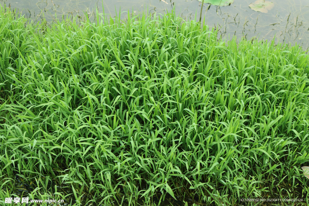 湖边水草