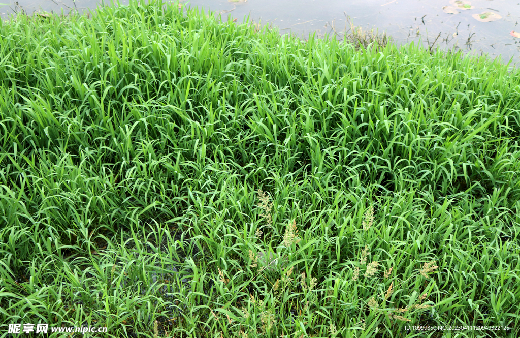 湖边水草