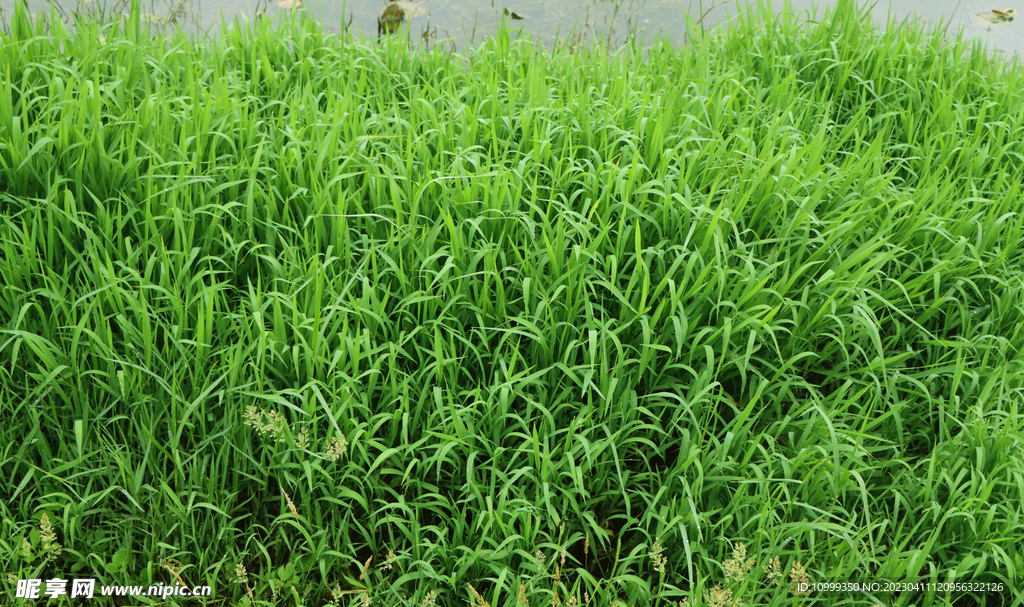 湖边水草