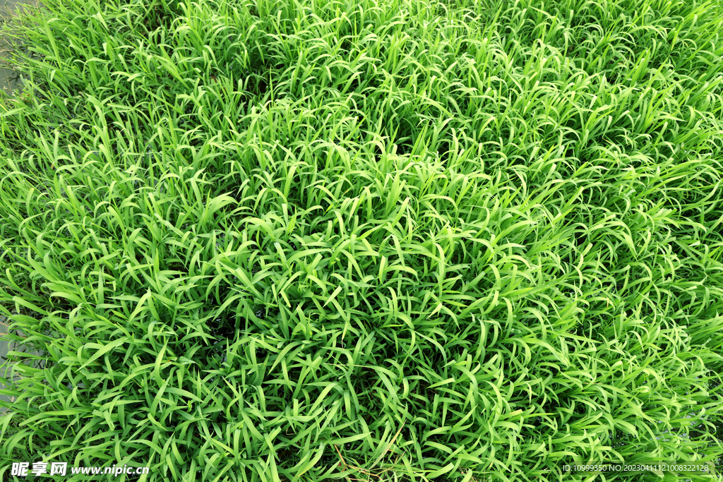 湖边水草