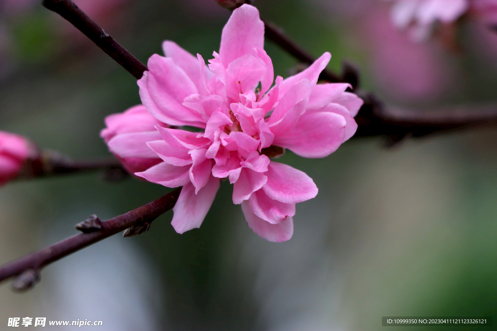 桃花