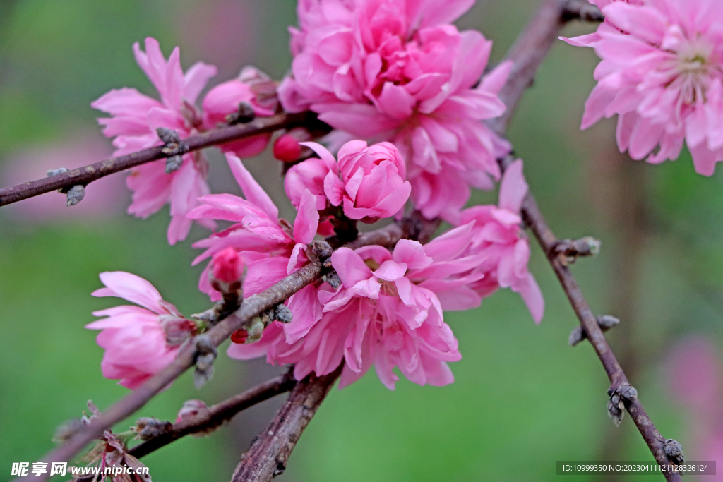 桃花
