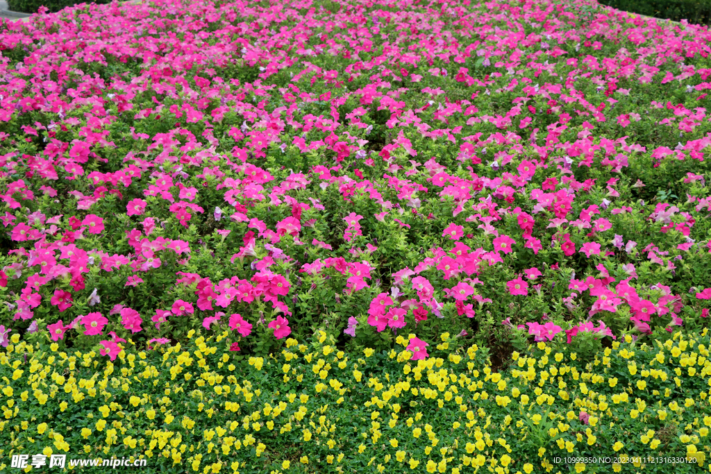 花圃