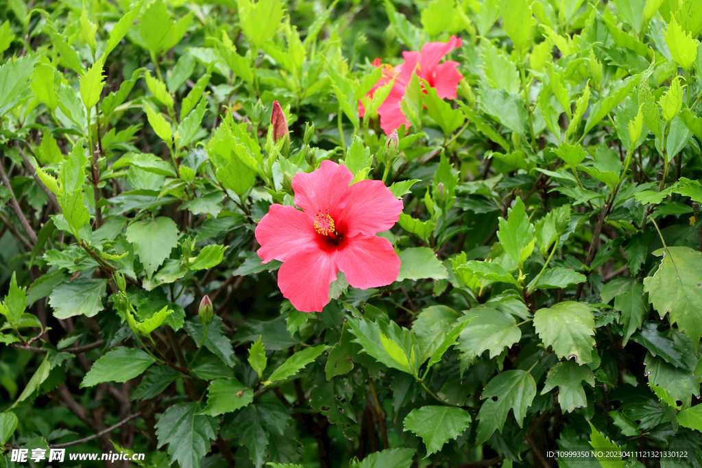 扶桑花