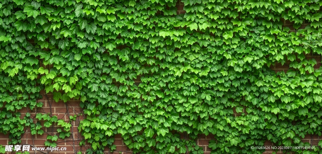 爬山虎