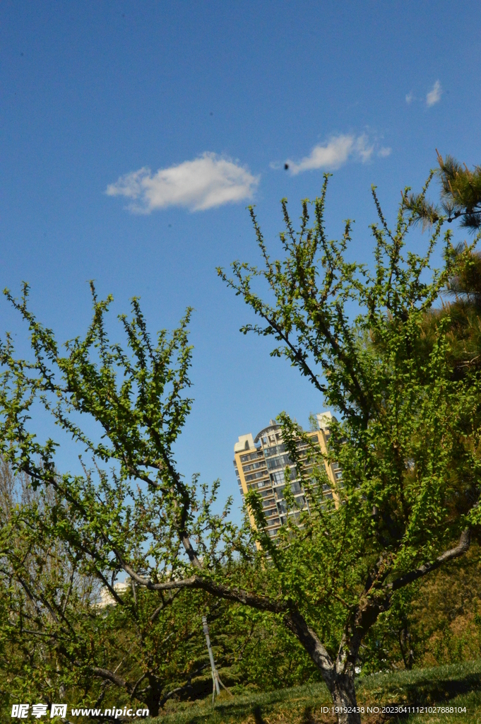 公园风景