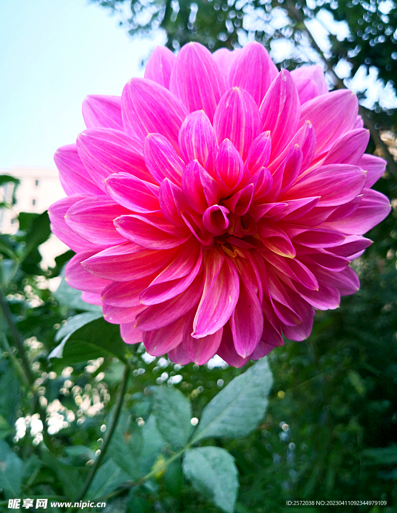 吉祥大丽花