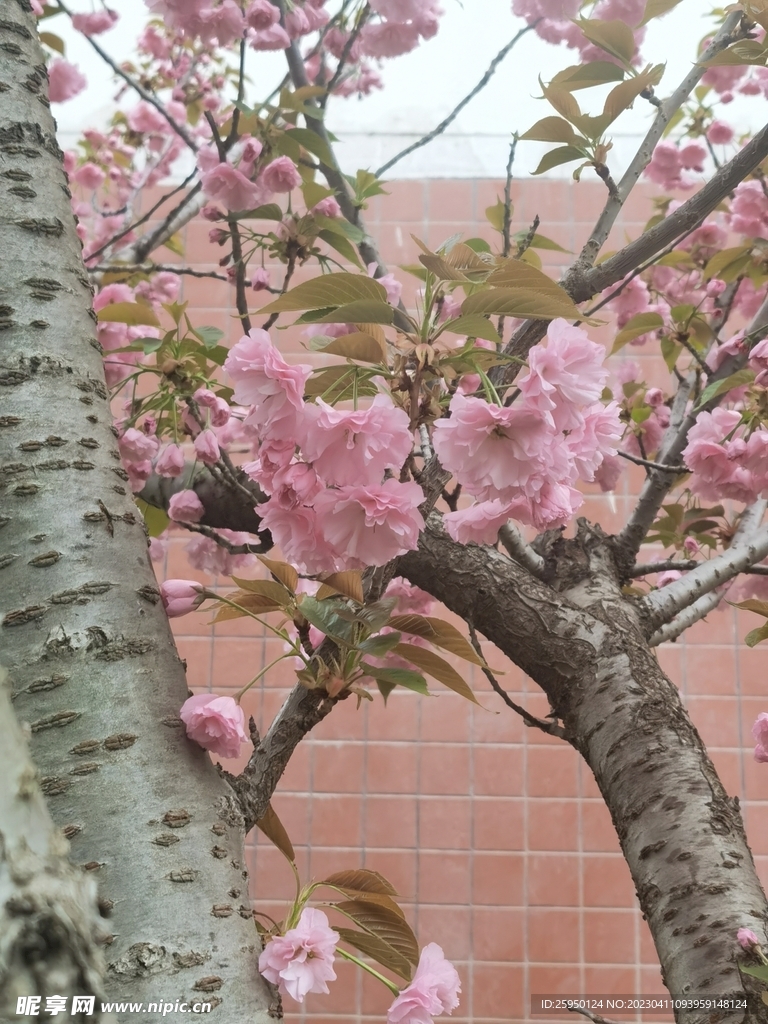 樱花