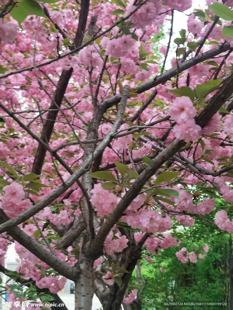樱花