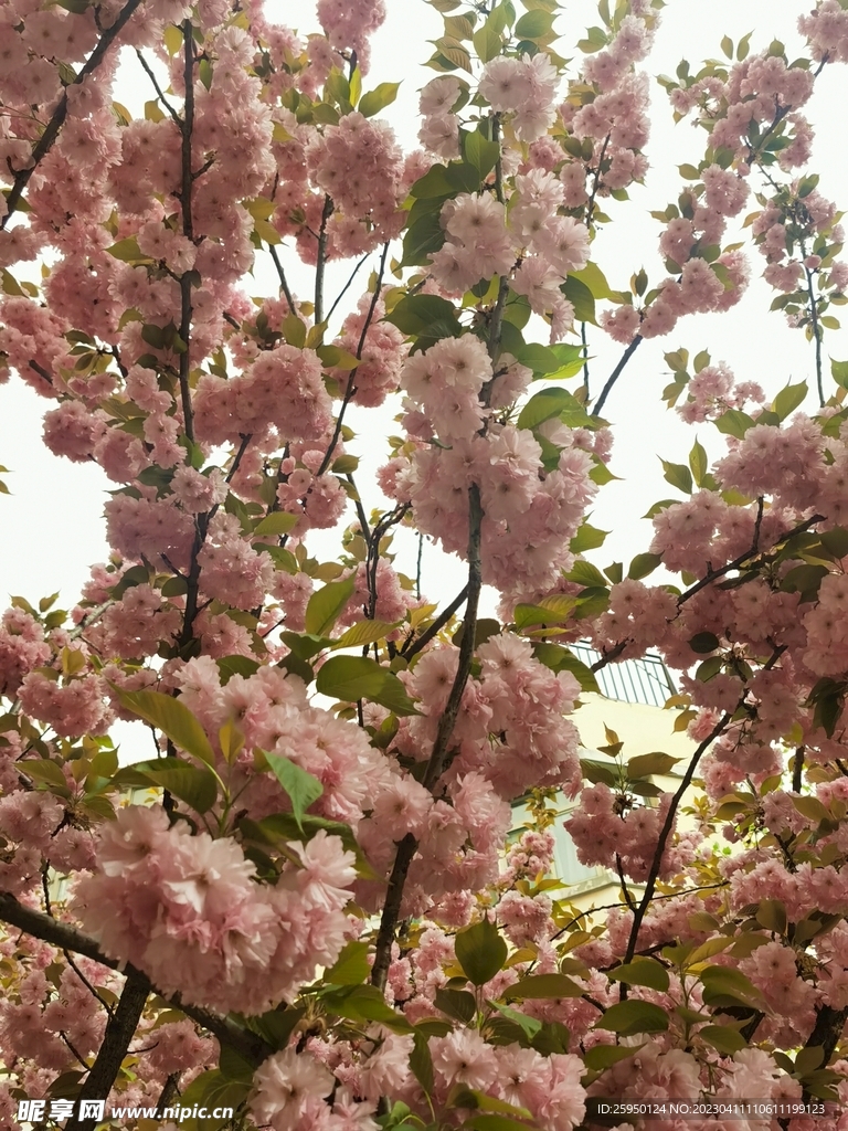樱花