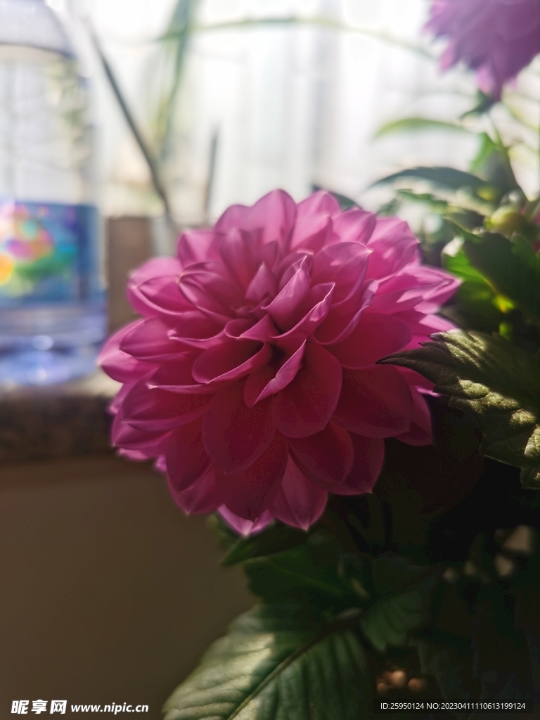 地瓜花