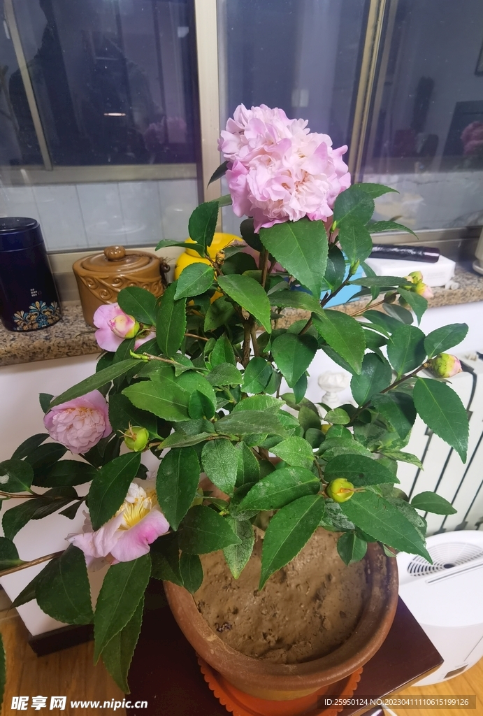 桂花