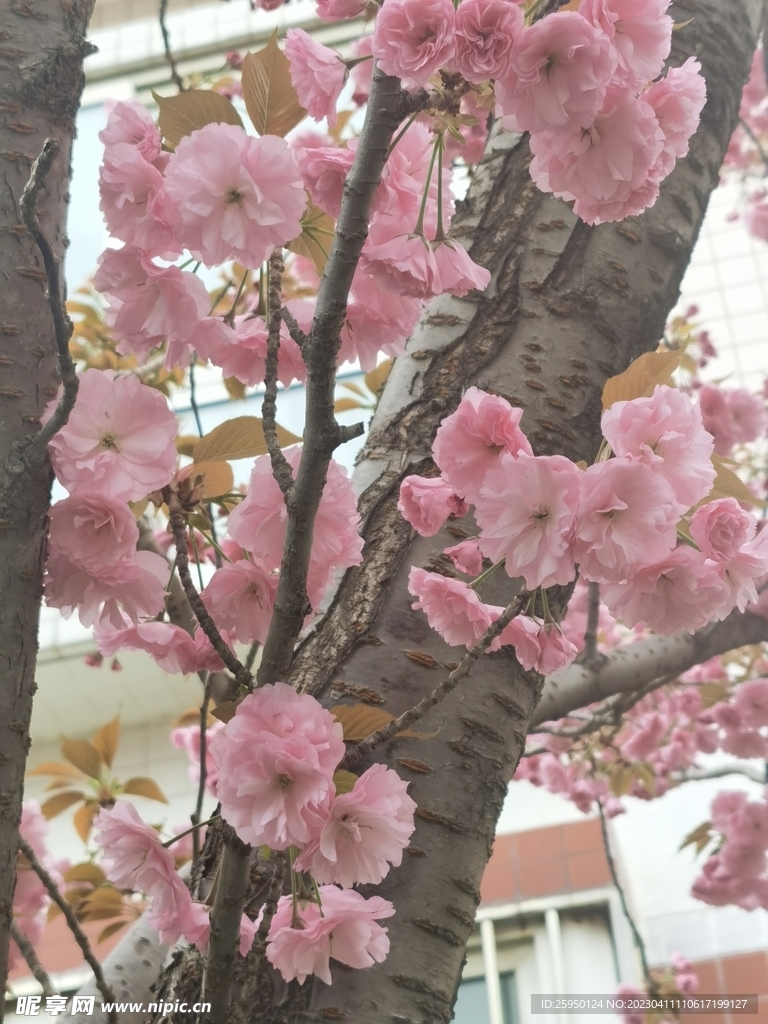樱花
