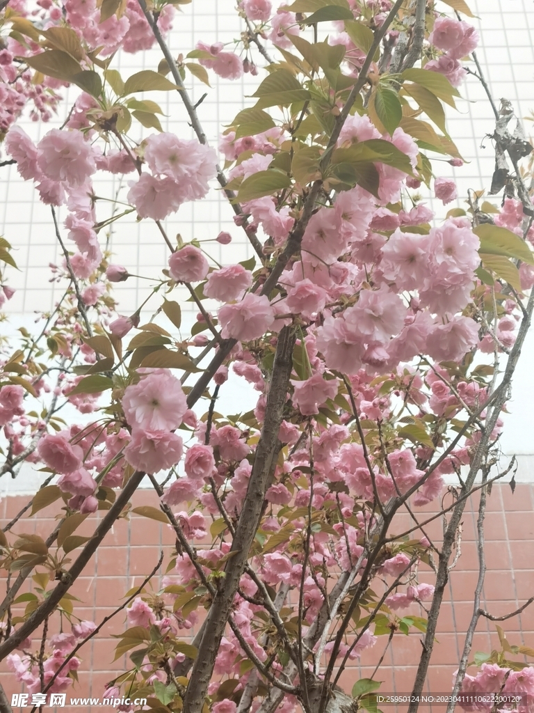 樱花