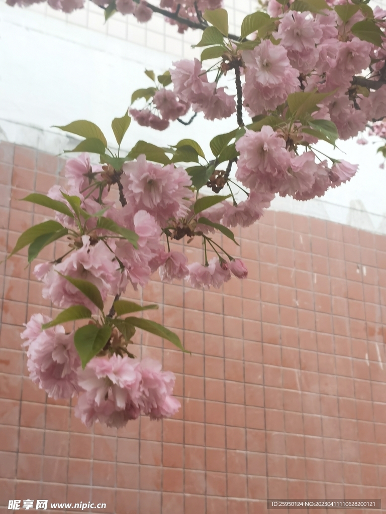樱花