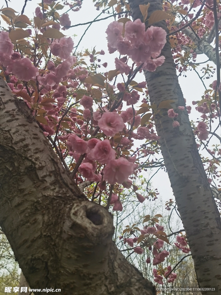 樱花