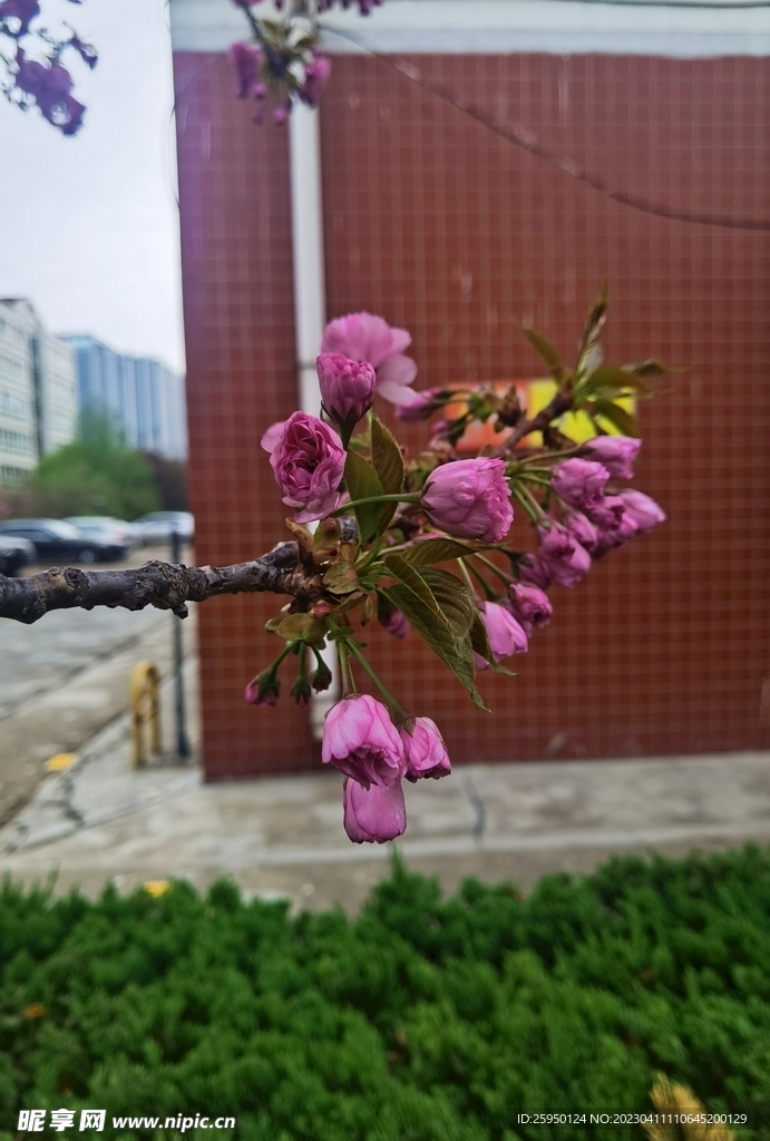 樱花