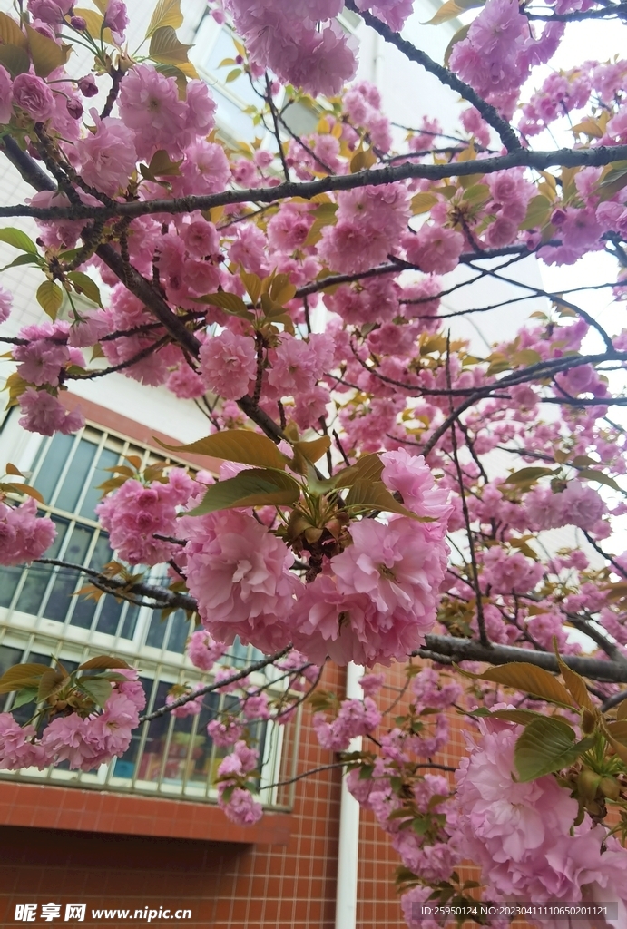 樱花