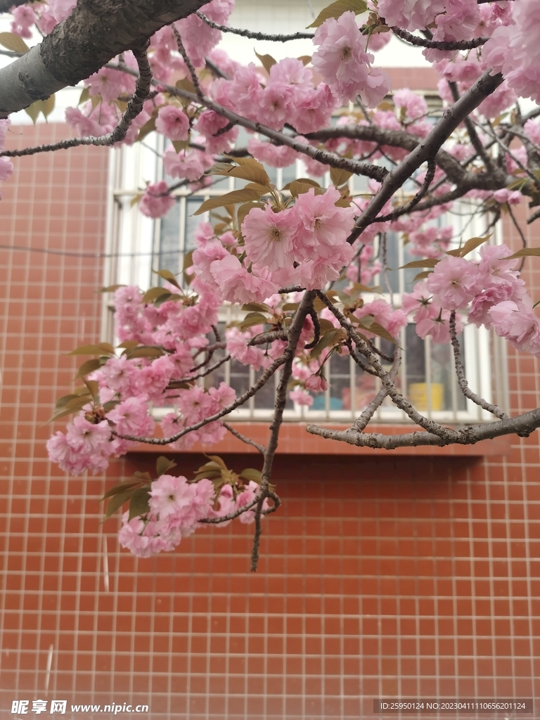 樱花