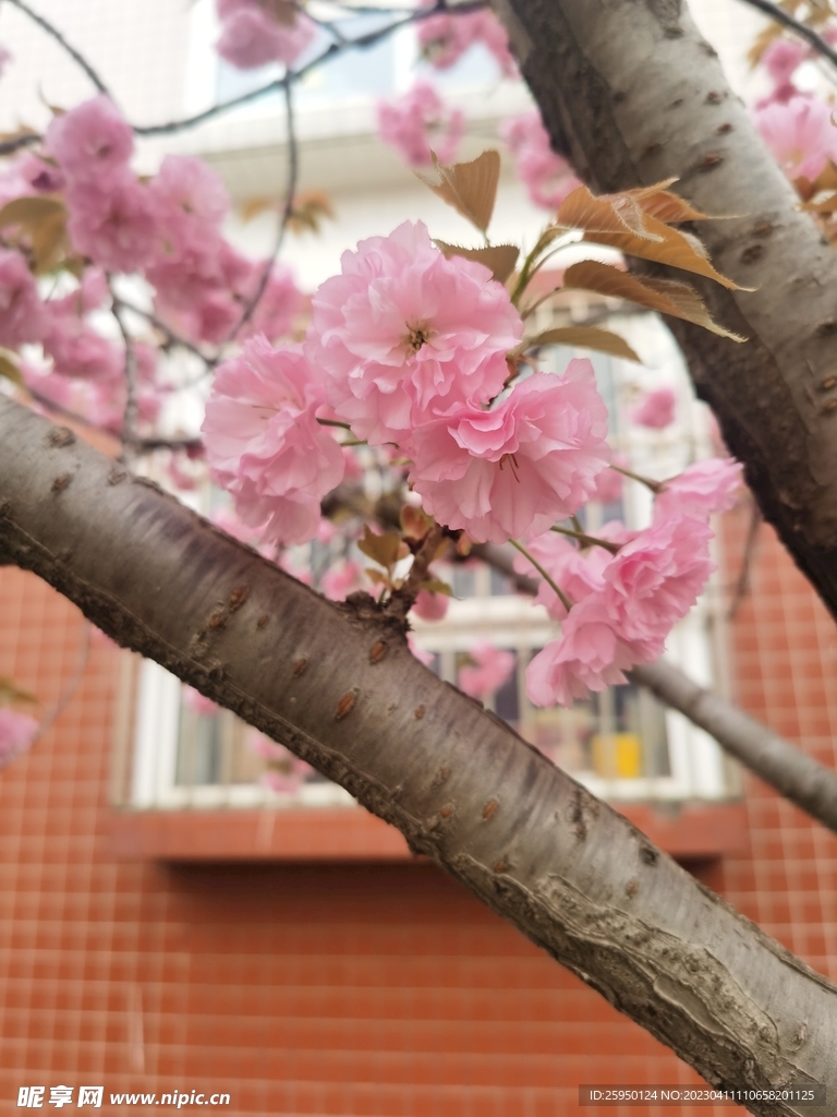 樱花