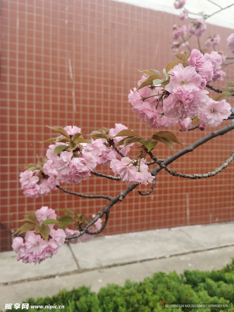 樱花